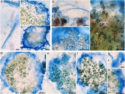 Stripped: contribution of cyanobacterial extracellular polymeric substances to the adsorption of rare earth elements from aqueous solutions